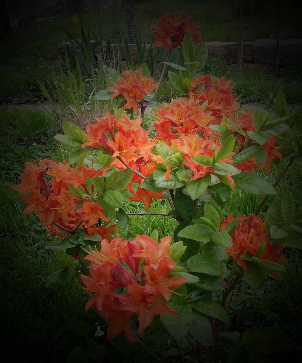 Photo of Azalea (Rhododendron 'Mandarin Lights') uploaded by Number9Dreamer