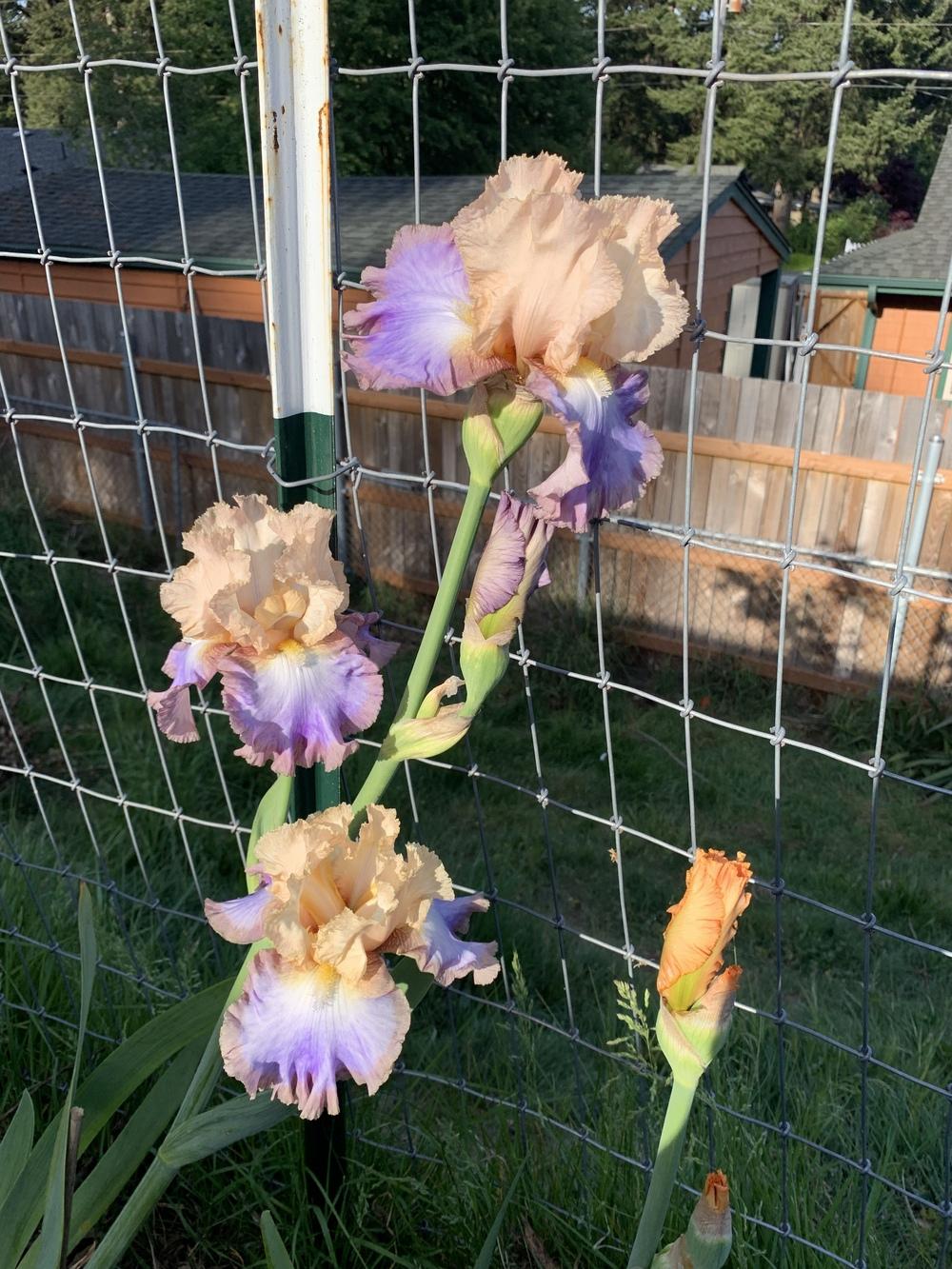 Photo of Tall Bearded Iris (Iris 'Soft Side') uploaded by Rebekah