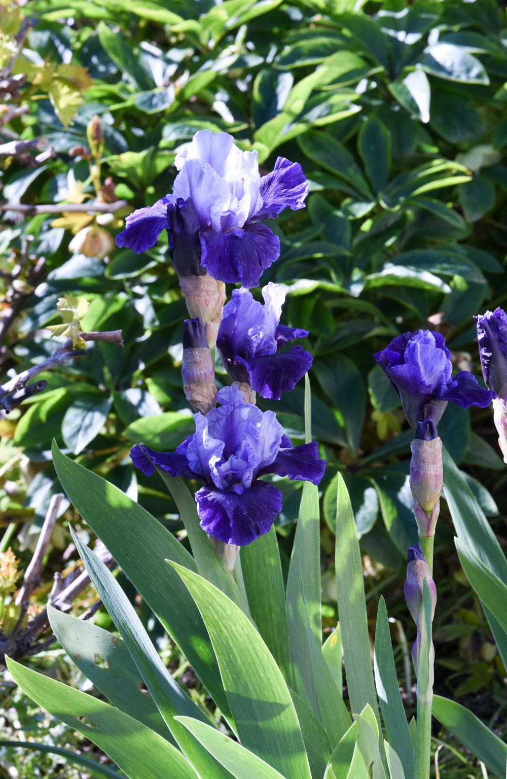 Photo of Intermediate Bearded Iris (Iris 'Mariposa Wizard') uploaded by cliftoncat
