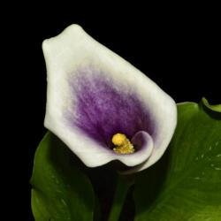 Location: Botanical Gardens of the State of Georgia...Athens, Ga
Date: 2019-05-12
Calla Lily - Picasso 003