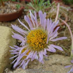 Location: RHS Harlow Carr alpine house, Yorkshire
Date: 2019-05-11