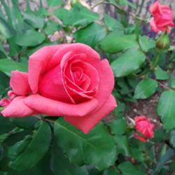 Location: My Caffeinated Garden, Grapevine, TX
Date: April 2019
My best performing garden rose!
