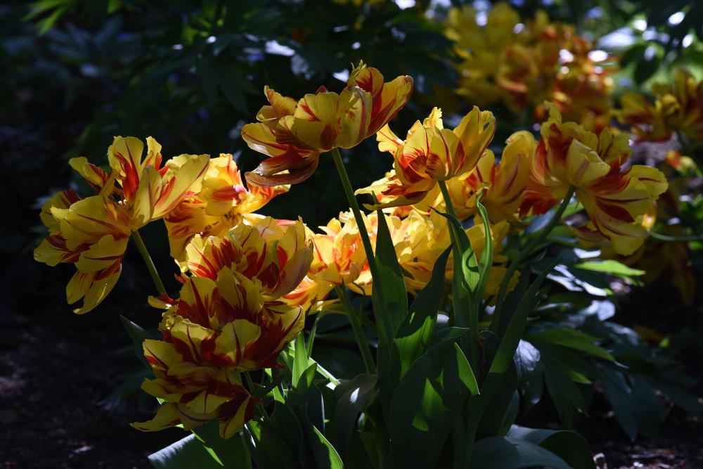 Photo of Double Early Tulip (Tulipa 'Monsella') uploaded by cliftoncat