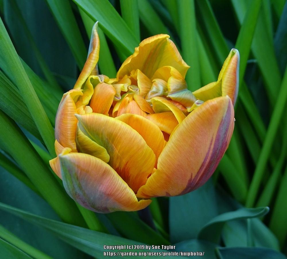 Photo of Peony-flowered Tulip (Tulipa 'Orange Princess') uploaded by kniphofia