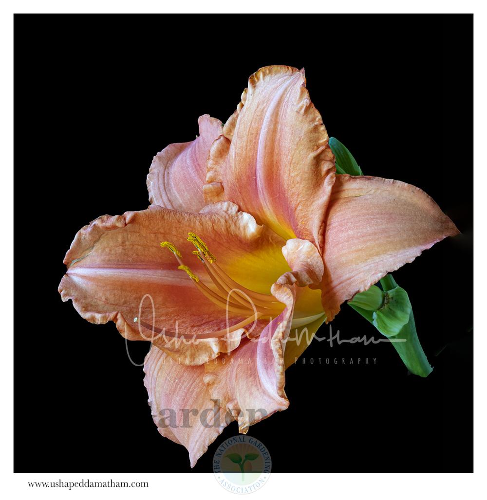 Photo of Daylily (Hemerocallis 'South Seas') uploaded by Jacaranda