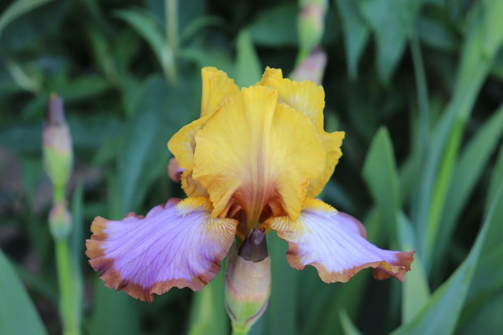 Photo of Border Bearded Iris (Iris 'Brown Lasso') uploaded by Xiron