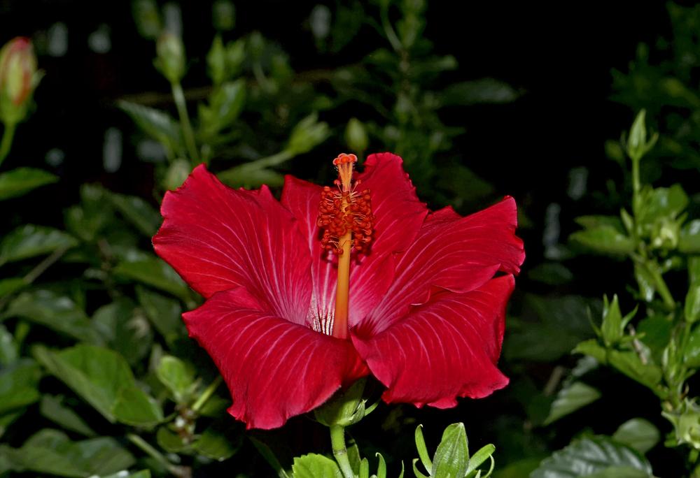 Photo of Hibiscus uploaded by dawiz1753