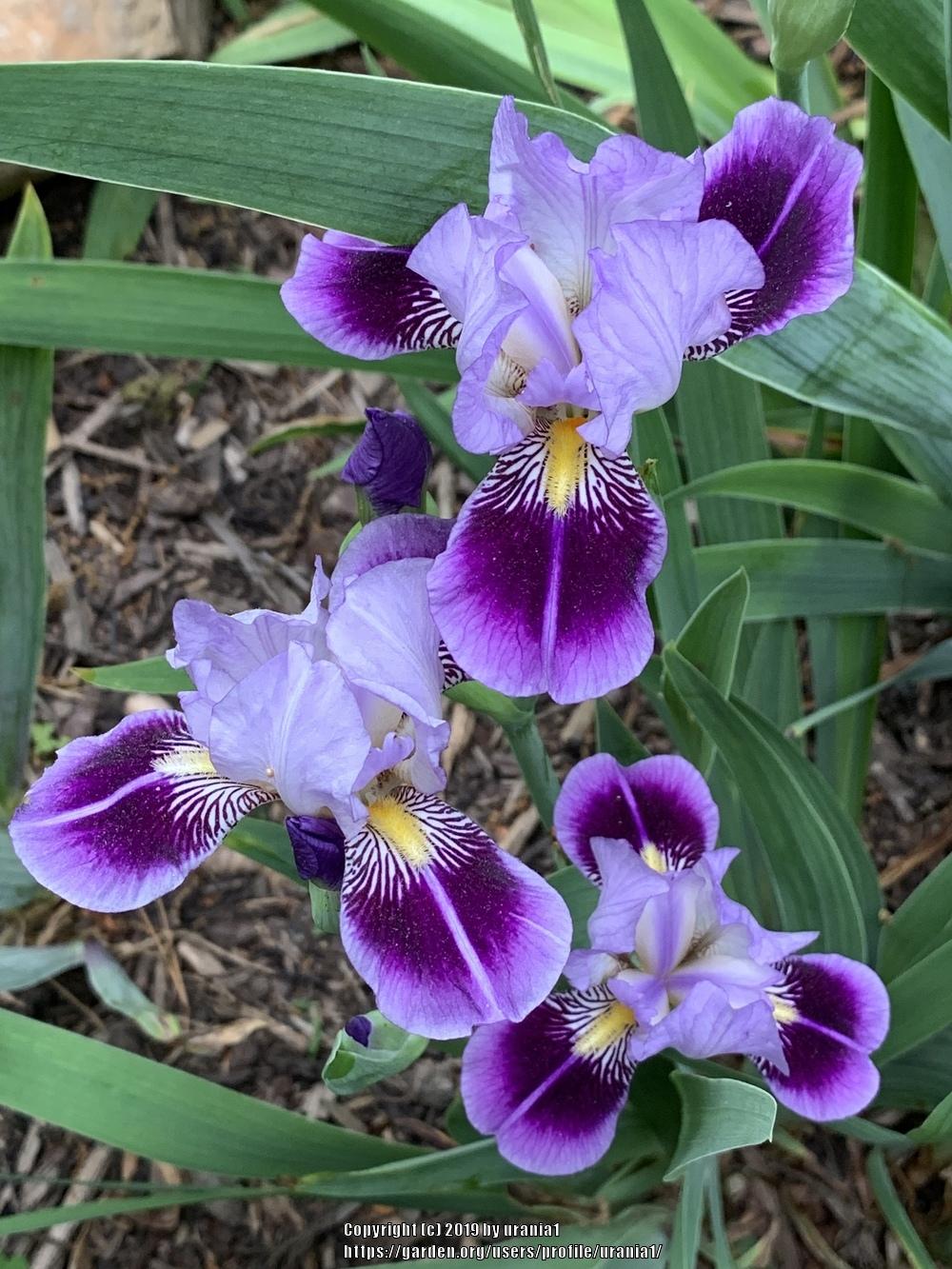 Photo of Miniature Tall Bearded Iris (Iris 'Dividing Line') uploaded by urania1