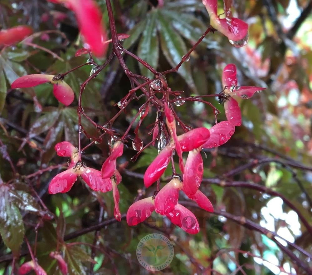 Photo of Japanese Maple (Acer palmatum var. amoenum 'Bloodgood') uploaded by BlueOddish