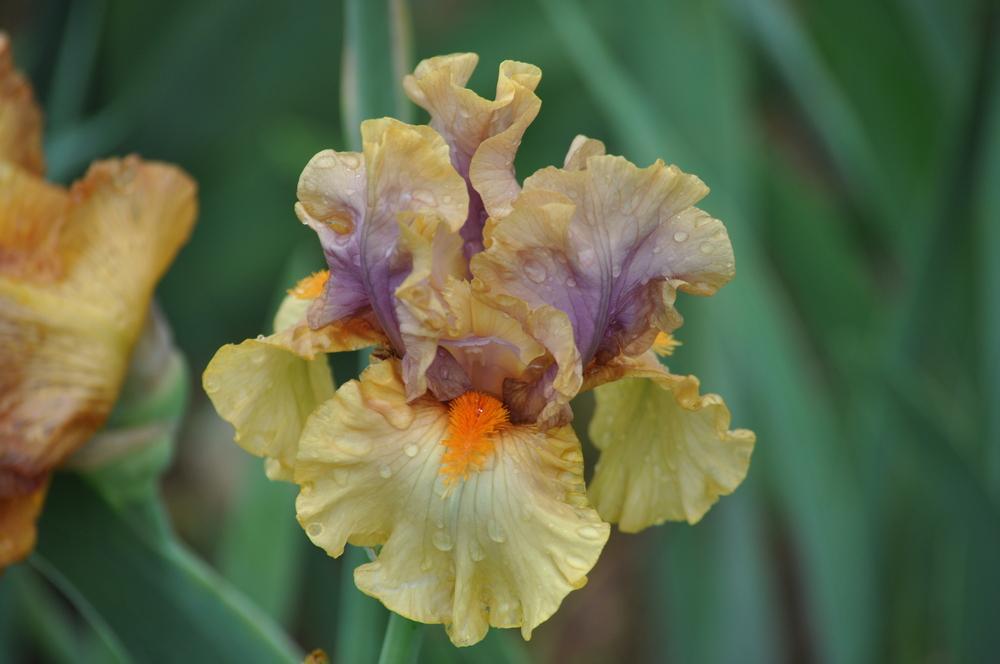 Photo of Tall Bearded Iris (Iris 'Broome Sunset') uploaded by LewEm