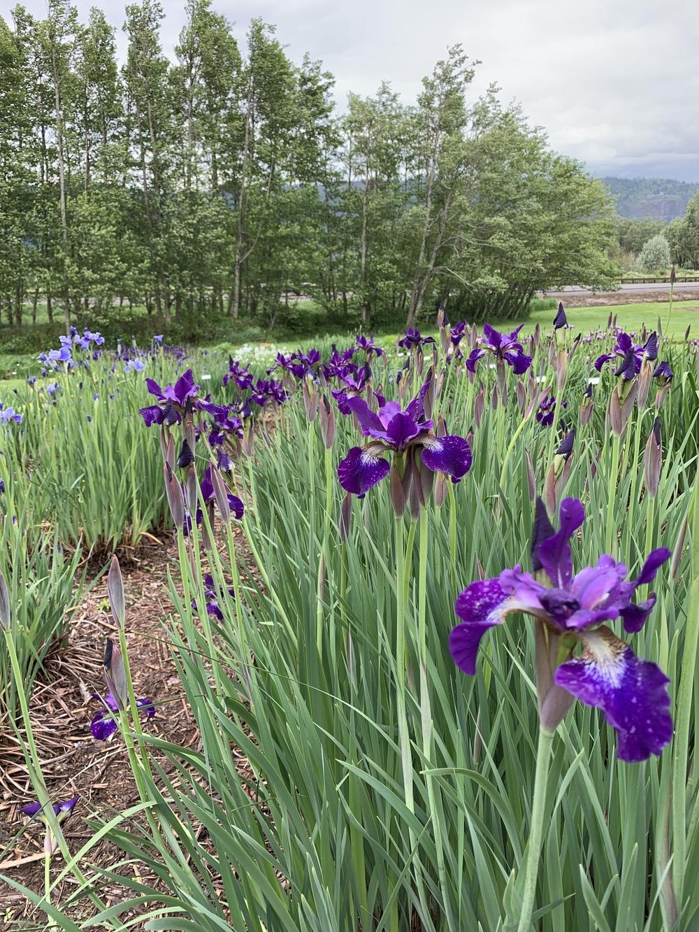 Photo of Siberian Iris (Iris 'Teal Velvet') uploaded by Rebekah