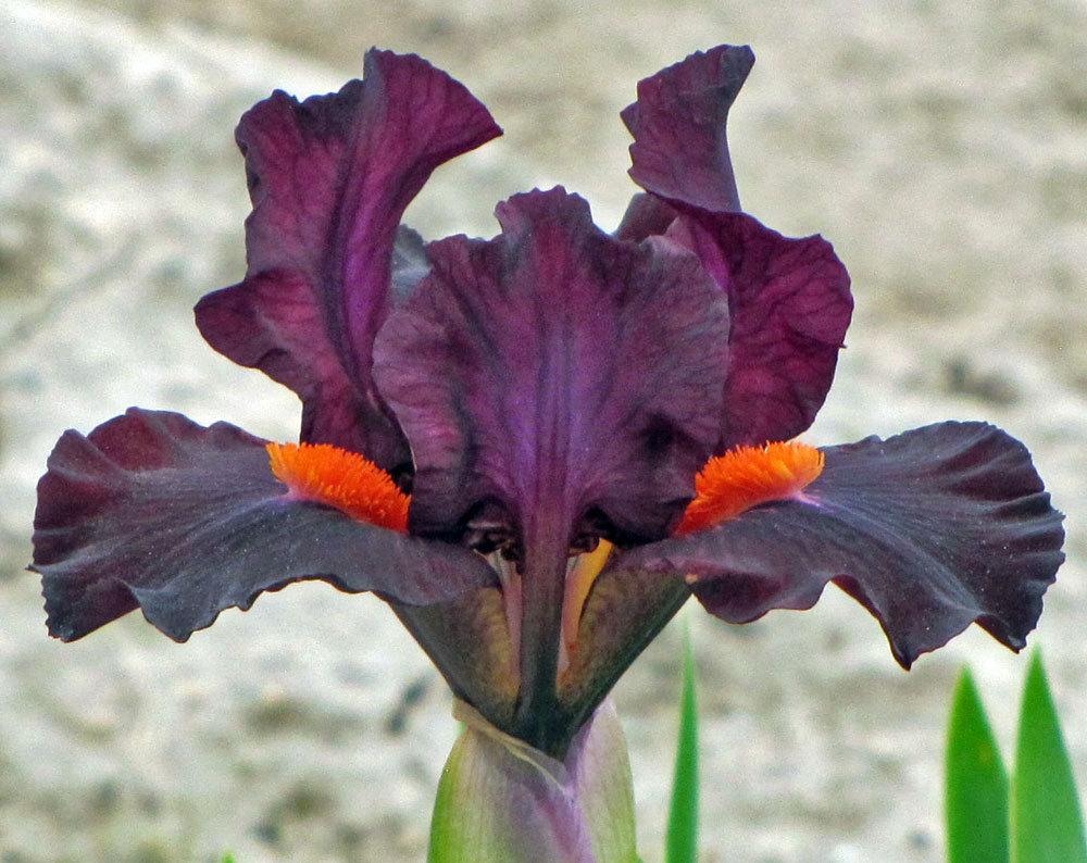 Photo of Standard Dwarf Bearded Iris (Iris 'Matador's Cape') uploaded by TBGDN
