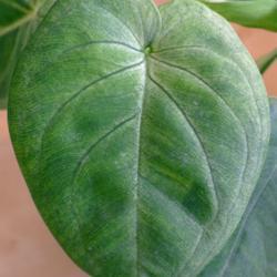 
Date: 2019-05-16
Syngonium macrophyllum 'Frosted Heart'