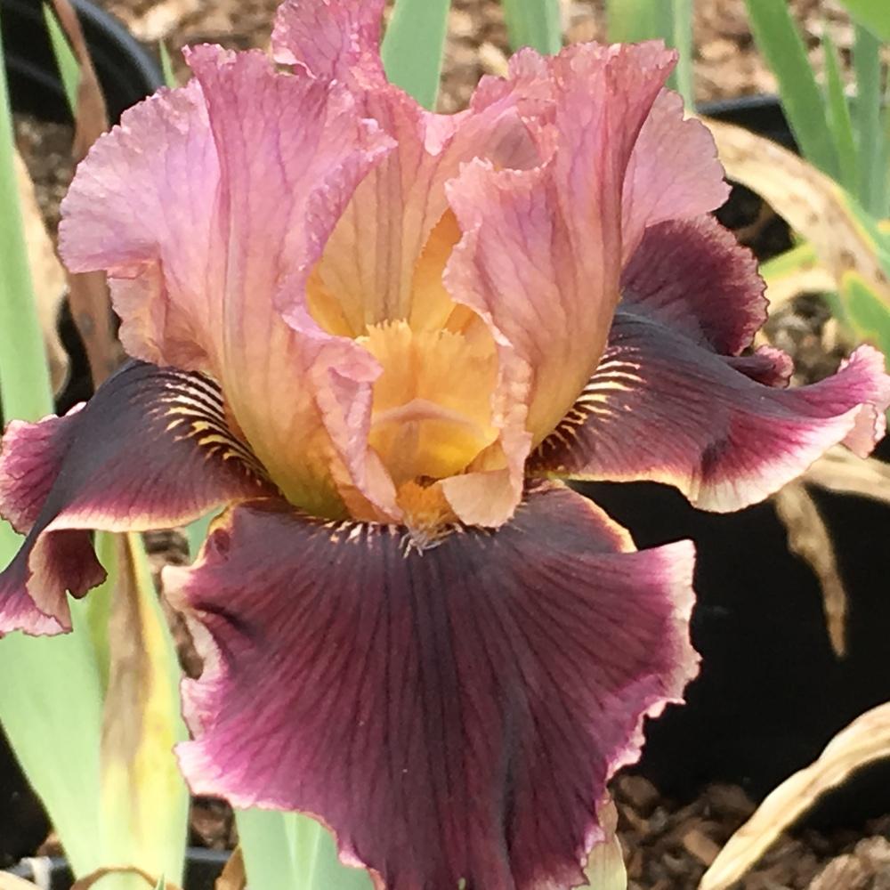 Photo of Tall Bearded Iris (Iris 'Cowboy Caviar') uploaded by lilpod13