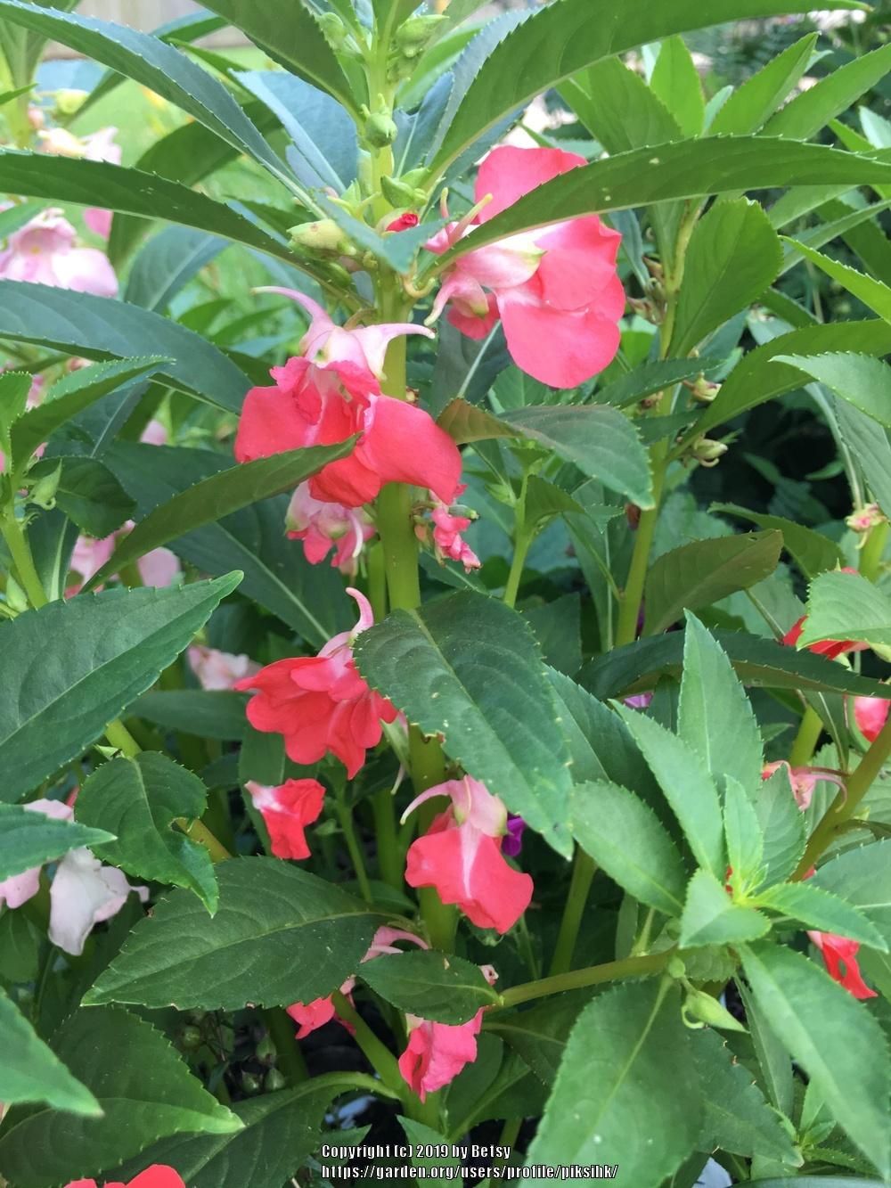 Photo of Balsam (Impatiens balsamina 'Camellia Flowered Mix') uploaded by piksihk