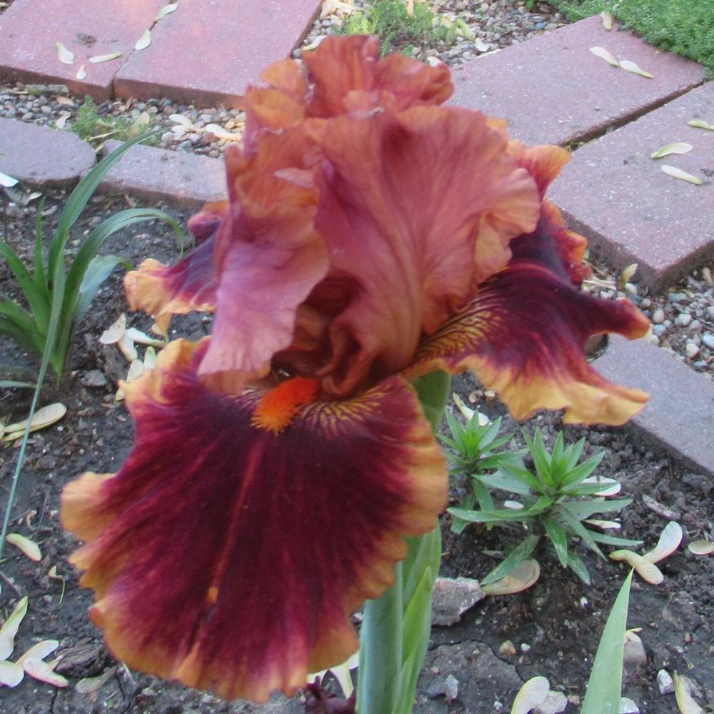 Photo of Tall Bearded Iris (Iris 'Drinks at Sunset') uploaded by stilldew