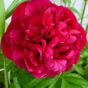 Also known as the Memorial Day Peony.