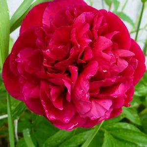Also known as the Memorial Day Peony.