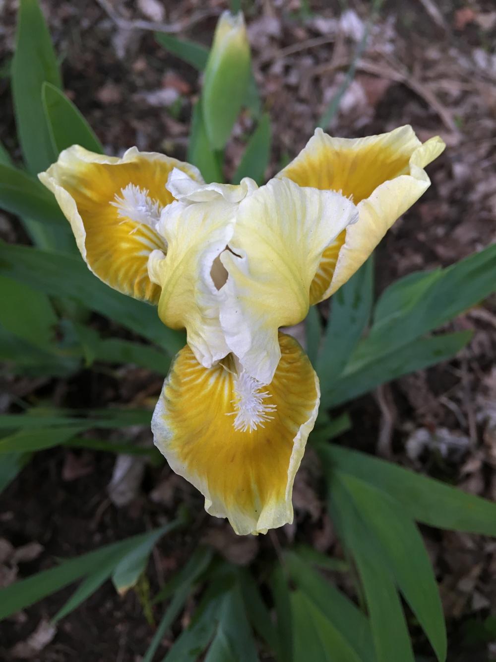 Photo of Standard Dwarf Bearded Iris (Iris 'With Castanets') uploaded by Lbsmitty