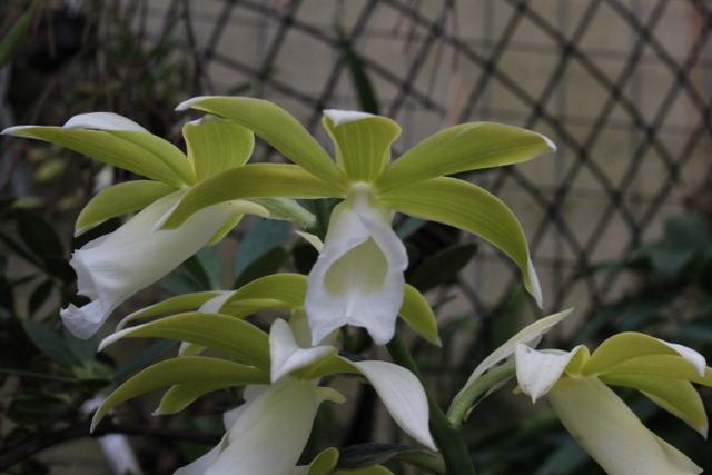 Photo of Nun's Cap Orchid (Calanthe tankervilleae) uploaded by RuuddeBlock