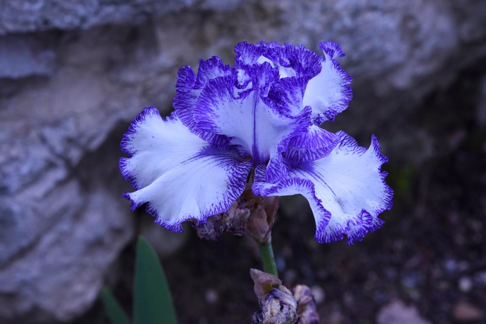 Photo of Tall Bearded Iris (Iris 'Ink Patterns') uploaded by cliftoncat
