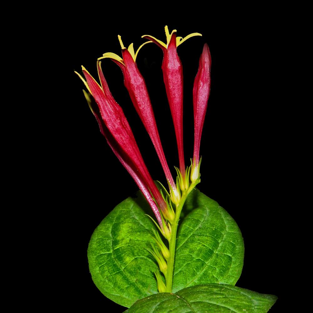 Photo of Indian Pink (Spigelia marilandica) uploaded by dawiz1753