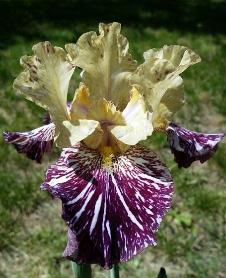 Photo of Tall Bearded Iris (Iris 'Gnus Flash') uploaded by flowerpower35