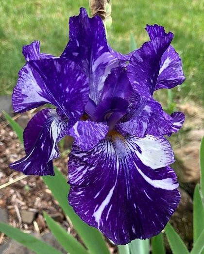 Photo of Border Bearded Iris (Iris 'Batik') uploaded by flowerpower35