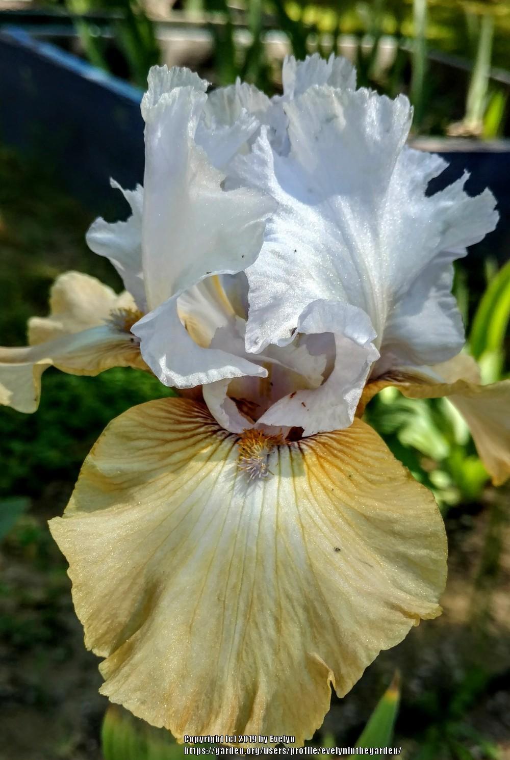 Photo of Tall Bearded Iris (Iris 'Chorus of Colors') uploaded by evelyninthegarden
