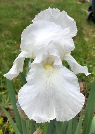 Photo of Tall Bearded Iris (Iris 'Immortality') uploaded by flowerpower35