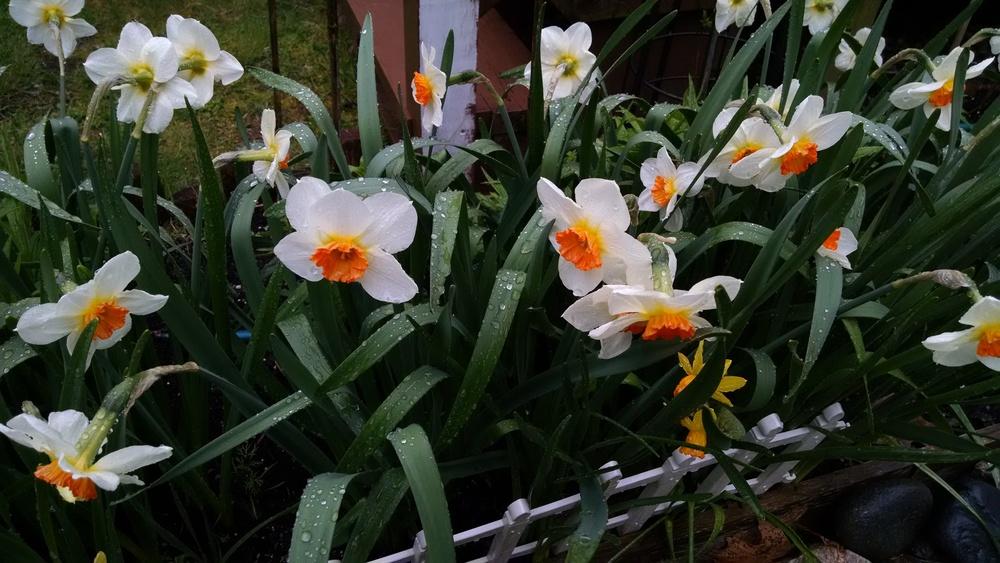Photo of Daffodils (Narcissus) uploaded by joannakat