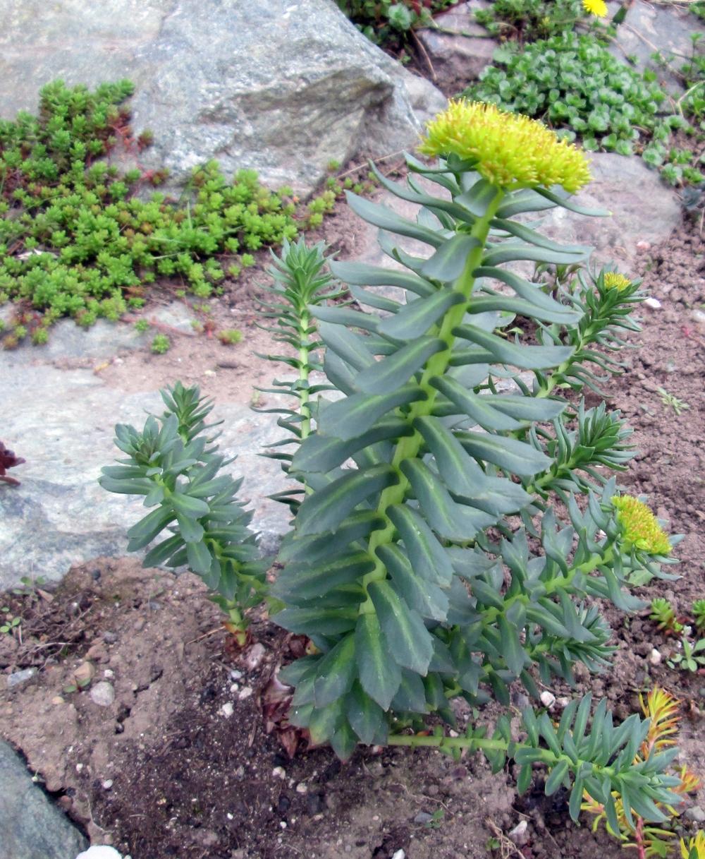 Photo of Rosewort (Rhodiola rosea) uploaded by lauribob