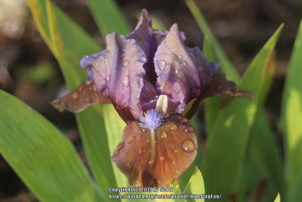Photo of Standard Dwarf Bearded Iris (Iris 'Abracadabra') uploaded by BlueFlagFan