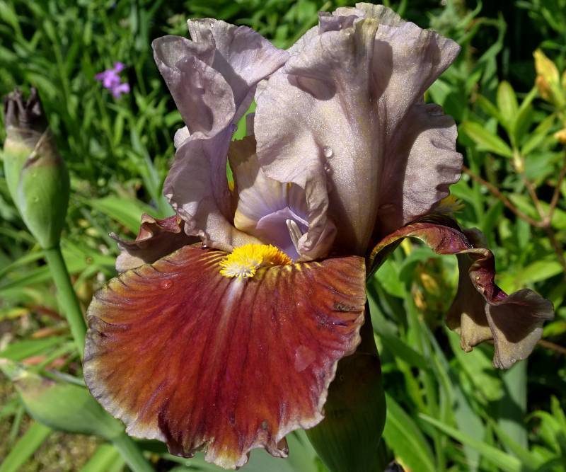 Photo of Intermediate Bearded Iris (Iris 'Man's Best Friend') uploaded by Orsola