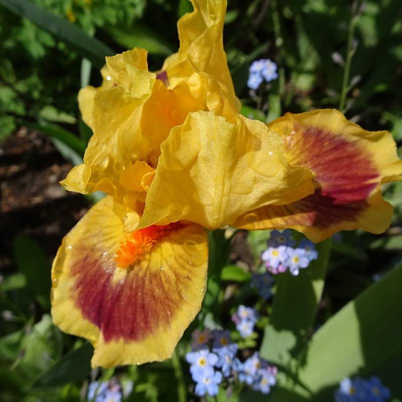 Photo of Standard Dwarf Bearded Iris (Iris 'Bright') uploaded by Orsola