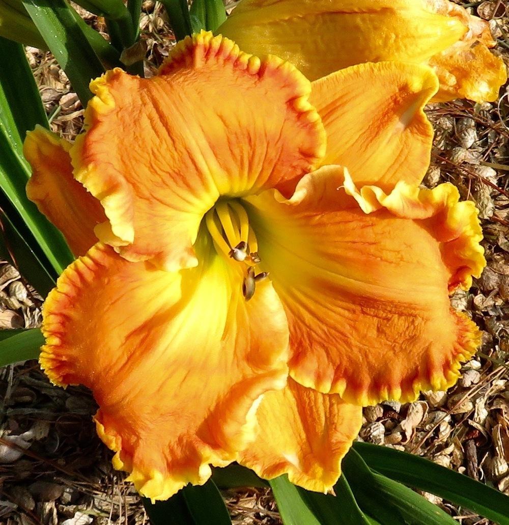 Photo of Daylily (Hemerocallis 'Orange Colossus') uploaded by QHBarbie