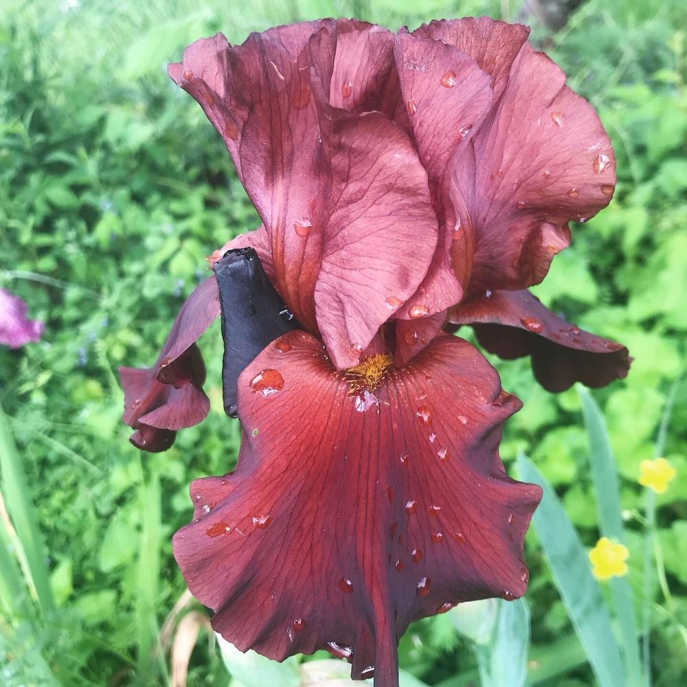 Photo of Tall Bearded Iris (Iris 'War Chief') uploaded by cryptonarratives