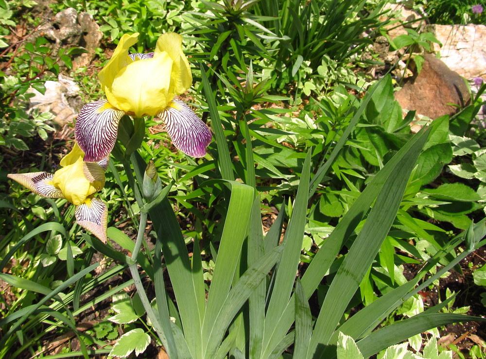 Photo of Miniature Tall Bearded Iris (Iris 'Gracchus') uploaded by jmorth