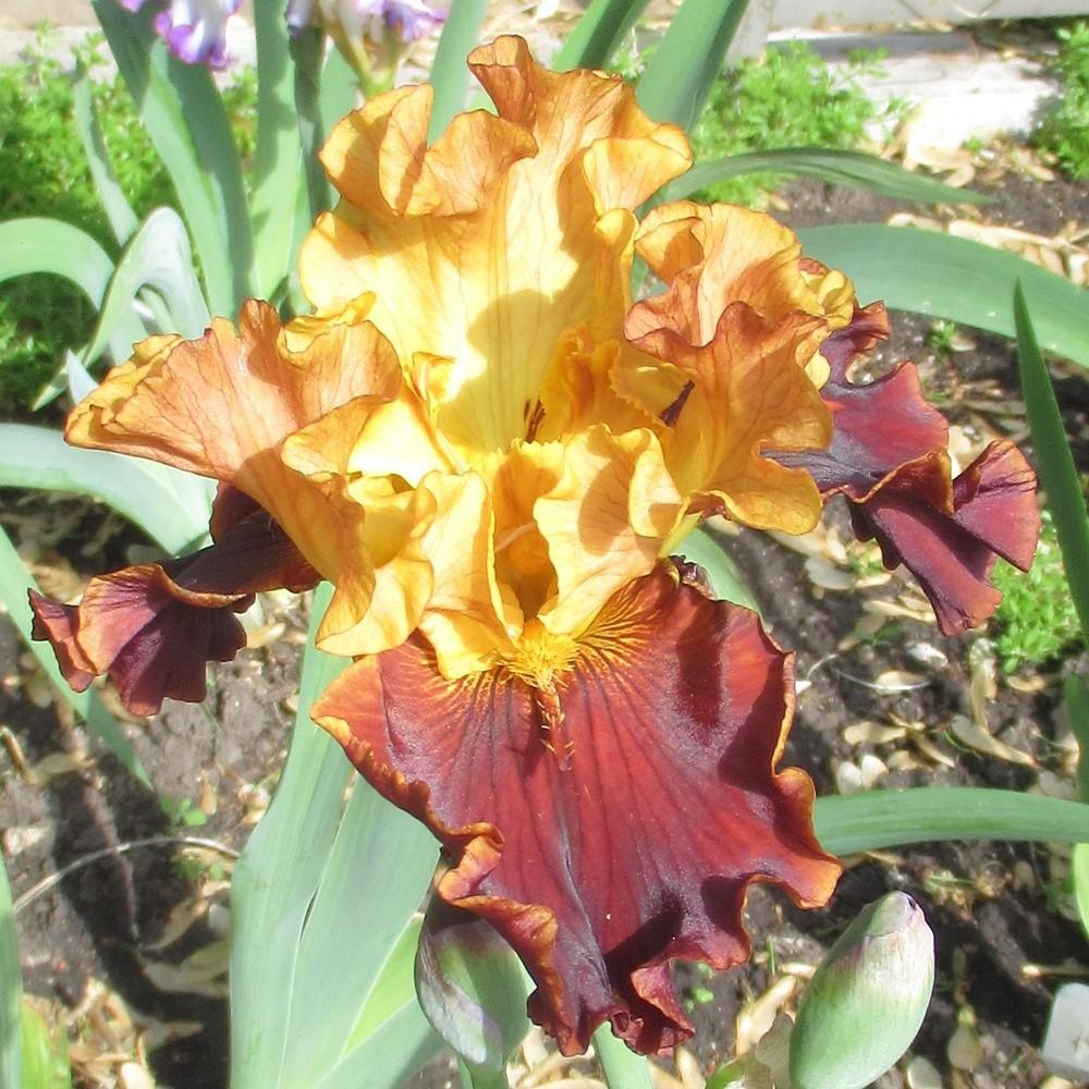 Photo of Tall Bearded Iris (Iris 'Solar Fire') uploaded by stilldew