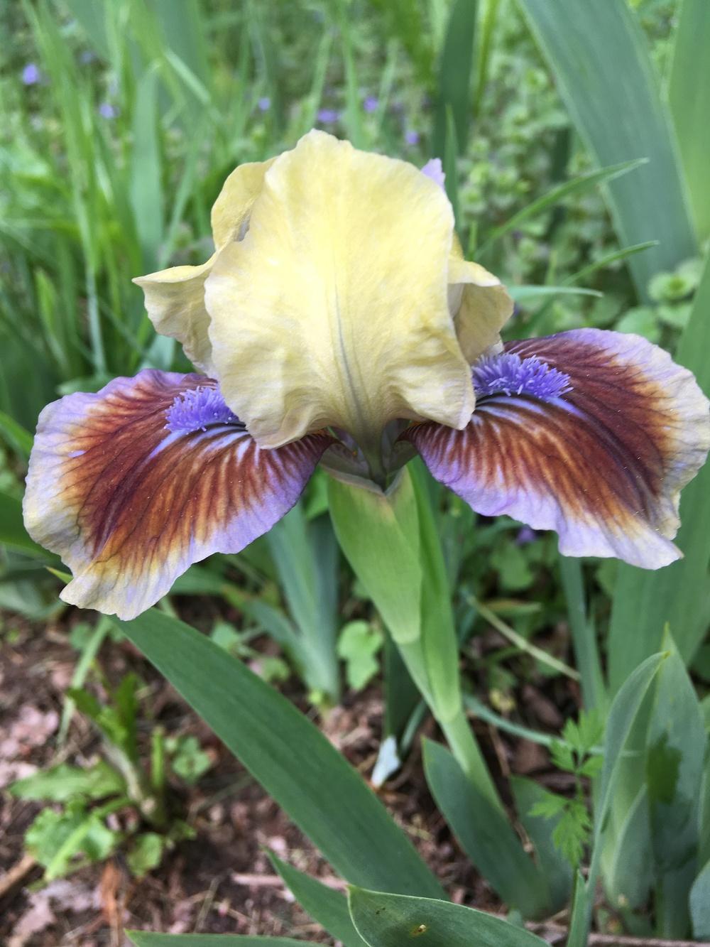 Photo of Standard Dwarf Bearded Iris (Iris 'Rainbow Rim') uploaded by Lbsmitty