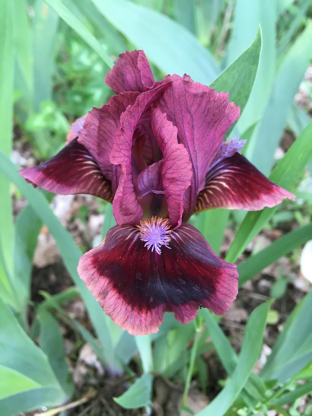 Photo of Standard Dwarf Bearded Iris (Iris 'Cat's Eye') uploaded by Lbsmitty