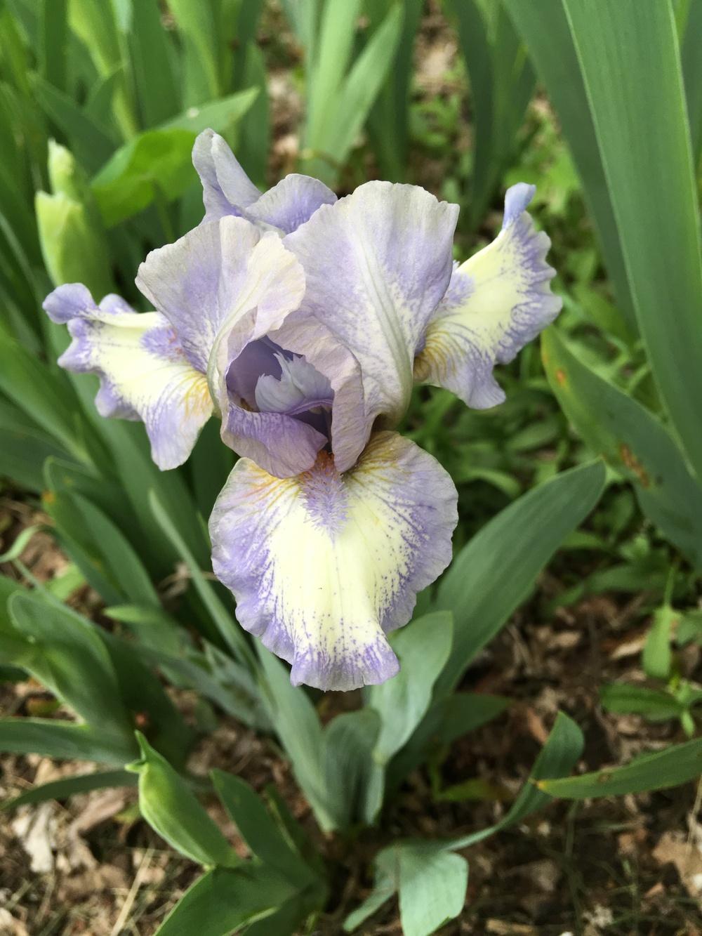 Photo of Standard Dwarf Bearded Iris (Iris 'Chubby Cheeks') uploaded by Lbsmitty