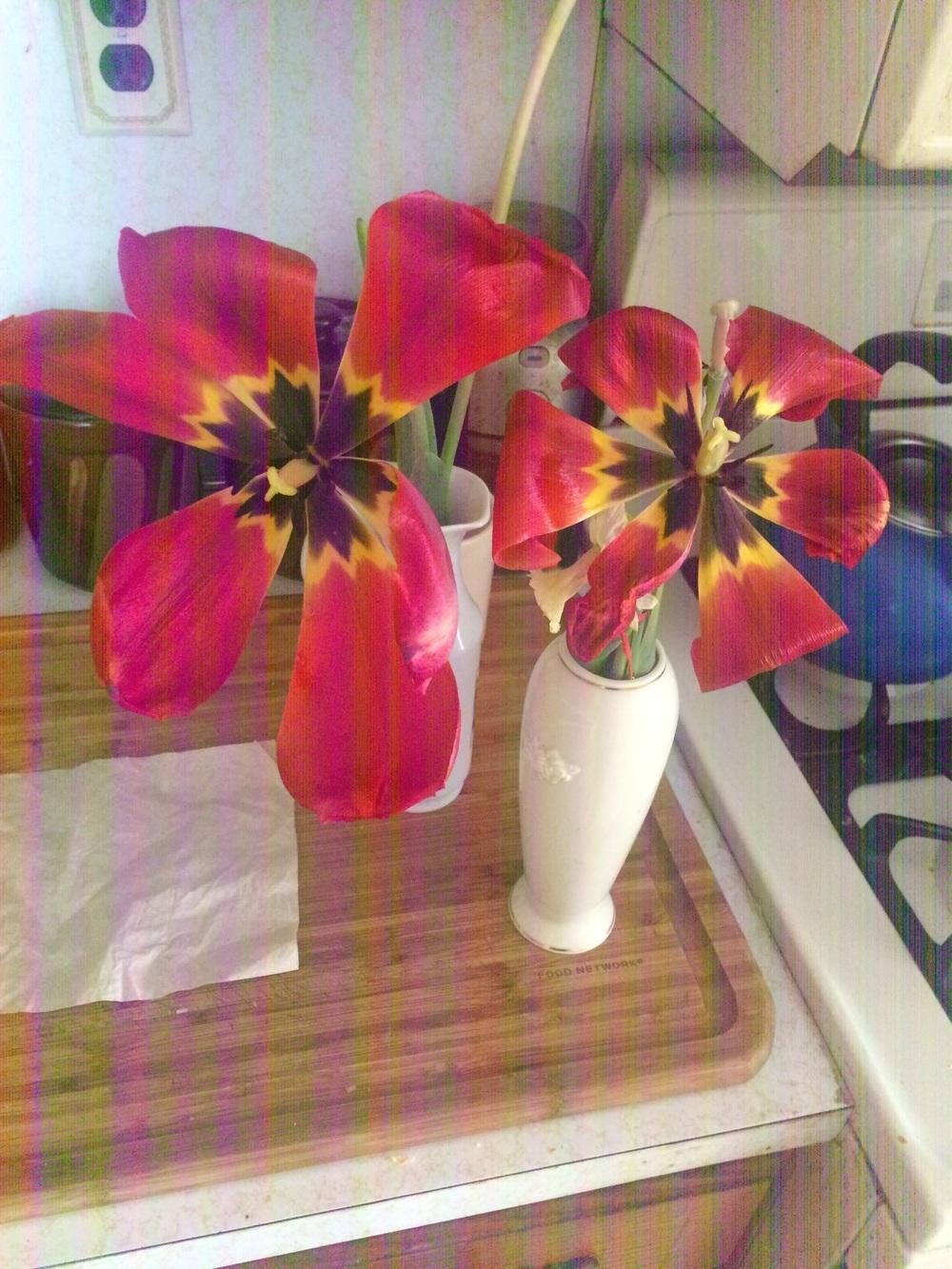 Photo of Tulips (Tulipa) uploaded by Loswan1