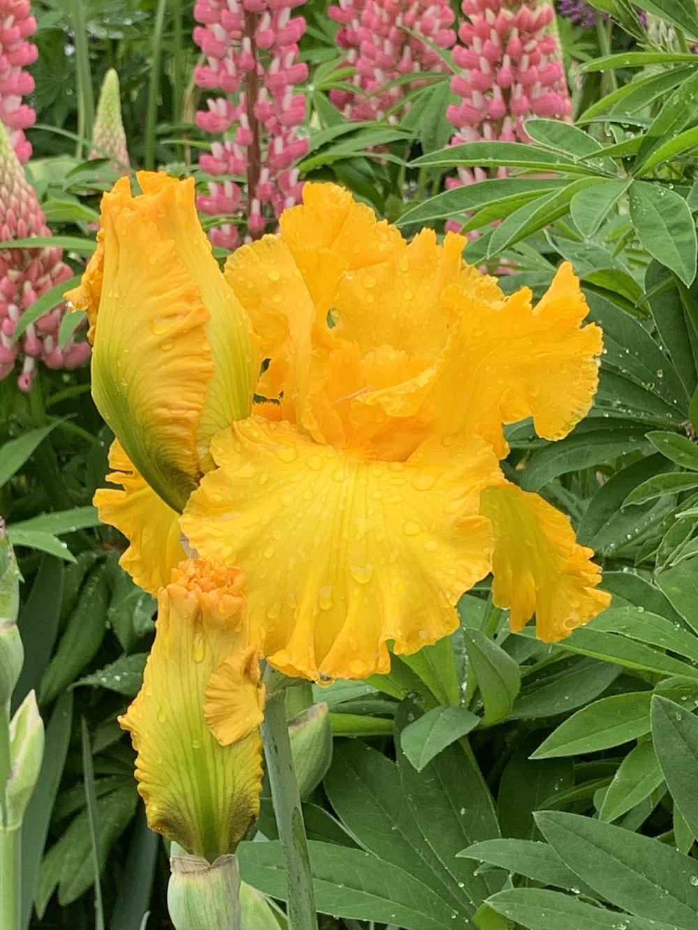 Photo of Tall Bearded Iris (Iris 'Sunblaze') uploaded by Rebekah