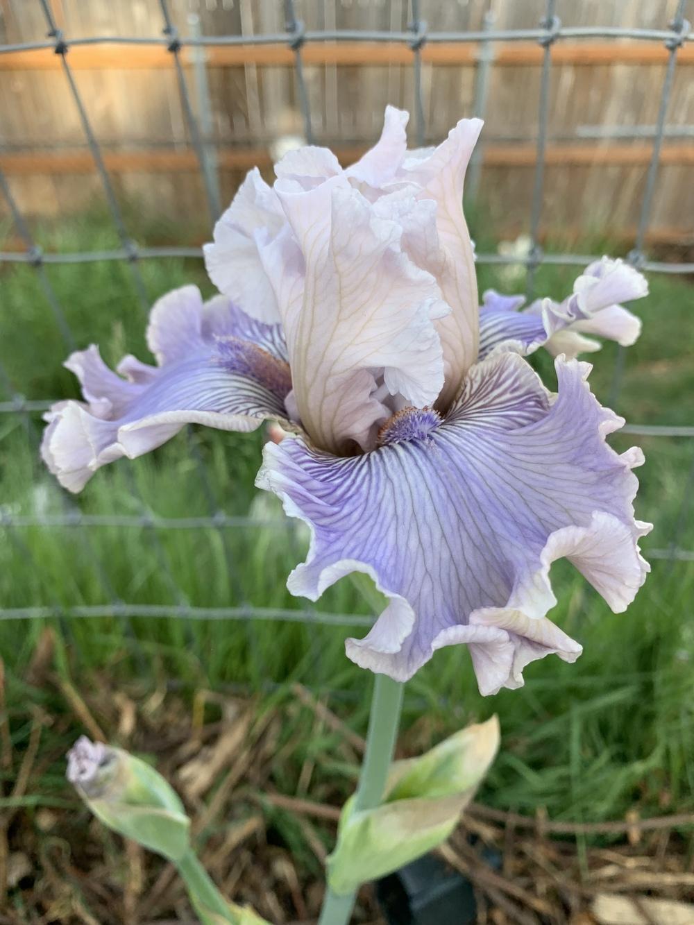 Photo of Tall Bearded Iris (Iris 'Haunted Heart') uploaded by Rebekah