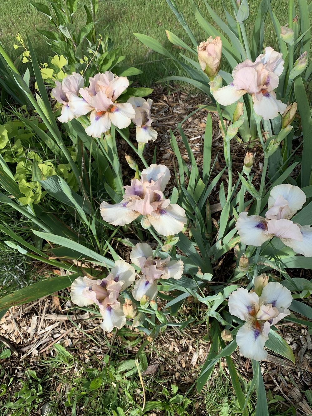 Photo of Intermediate Bearded Iris (Iris 'Viper') uploaded by Rebekah