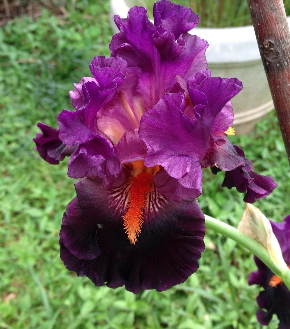 Photo of Tall Bearded Iris (Iris 'Sharp Dressed Man') uploaded by UndyingLight
