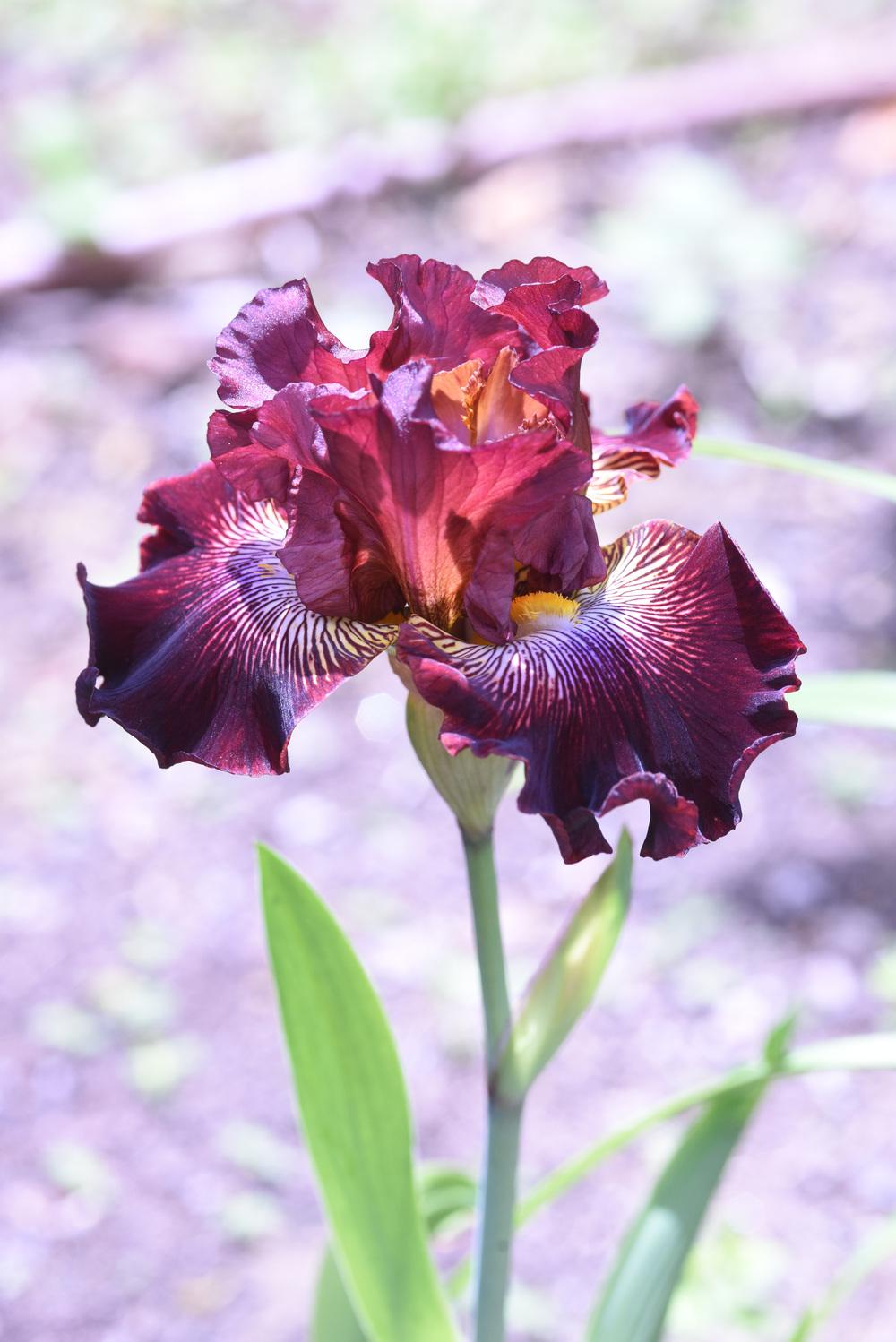 Photo of Tall Bearded Iris (Iris 'Dare Me') uploaded by cliftoncat