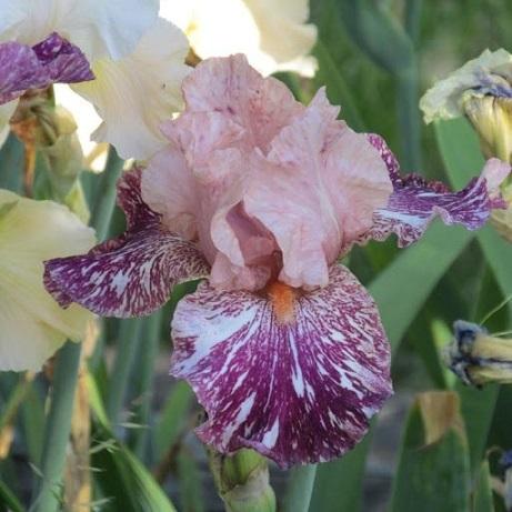 Photo of Border Bearded Iris (Iris 'Anaconda Love') uploaded by flowerpower35