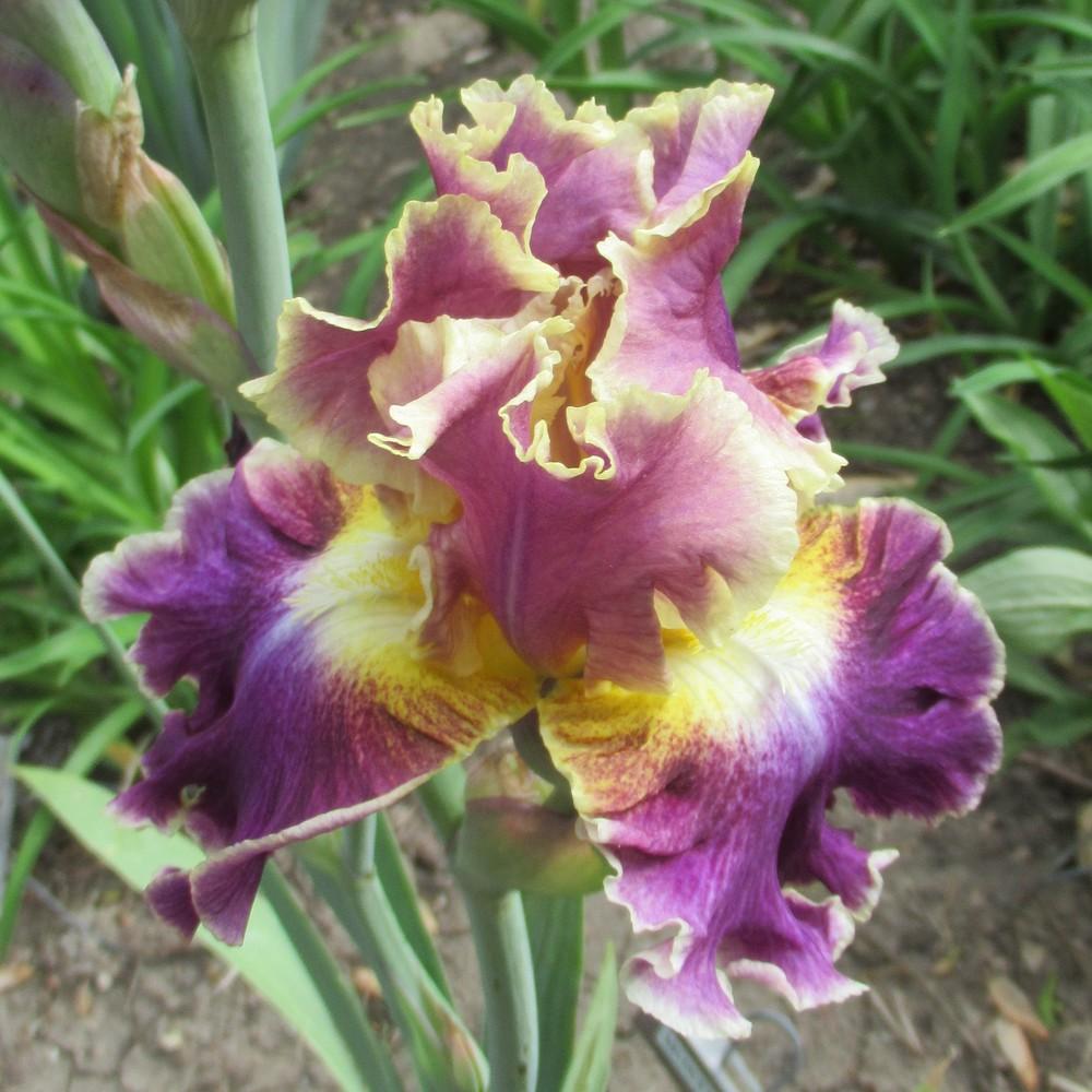 Photo of Tall Bearded Iris (Iris 'Montmartre') uploaded by stilldew